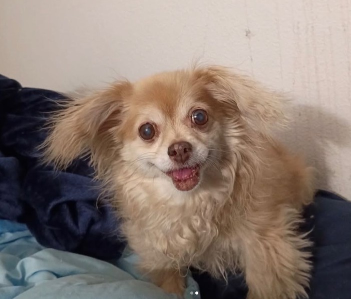 Adoptable Pet of the Week: Daisy May — senior service dog looking for her forever home