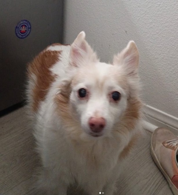 Adoptable Pet of the Week: Gracie Gray — senior service dog looking for her forever home