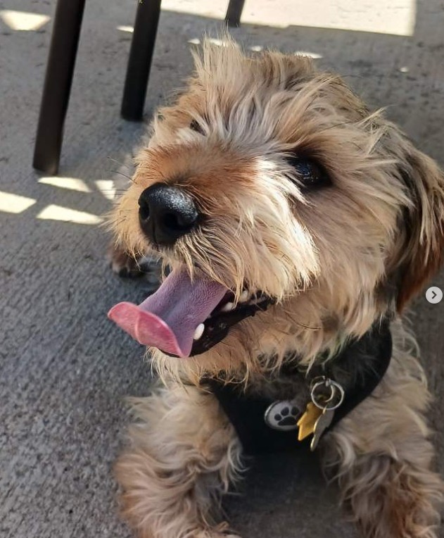 Adoptable Pet of the Week: Rocky — neutered male dog looking for his forever home