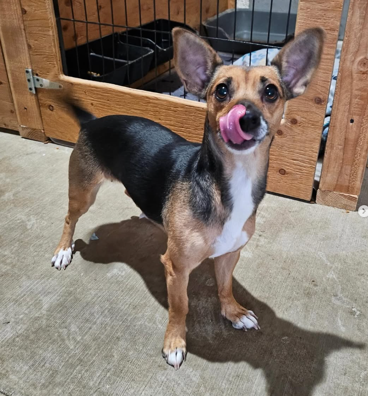 Adoptable Pet of the Week Coco, a sweet 2-year-old dog looking for her forever home