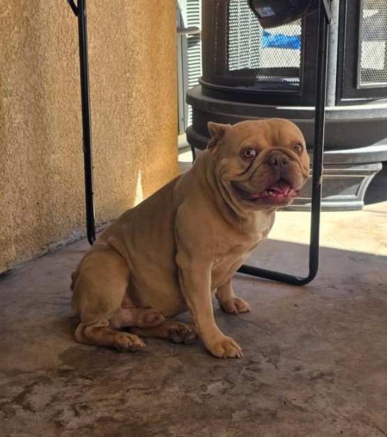 Adoptable Pet of the Week Tank, a two-year-old dog looking for his forever home