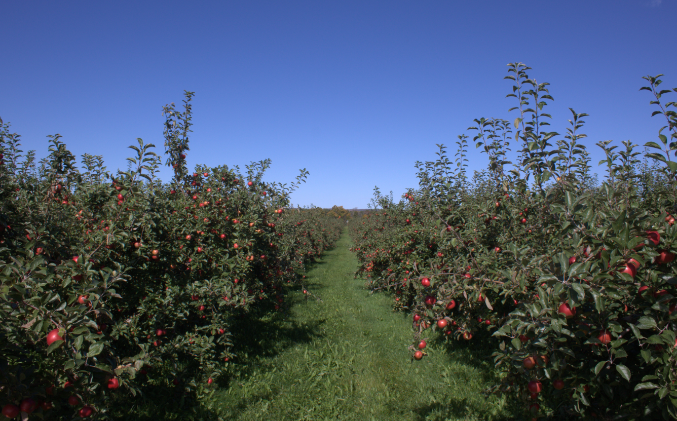 Illustrative apple orchard image representing Apple Valley's early commercial orchards