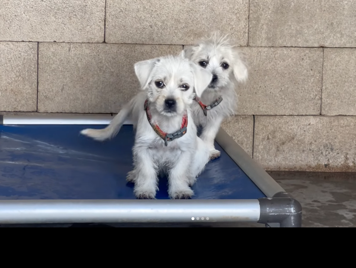 Adoptable puppies Cleo and Bella from We Rescue 4 Pawz