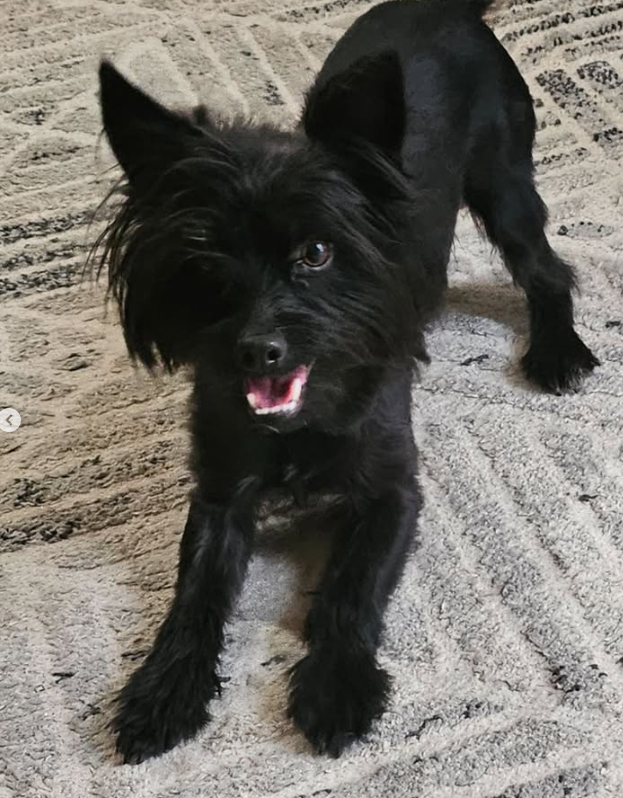 Adoptable Pet of the Week Gizmo, a one-year-old male dog available through We Rescue 4 Pawz